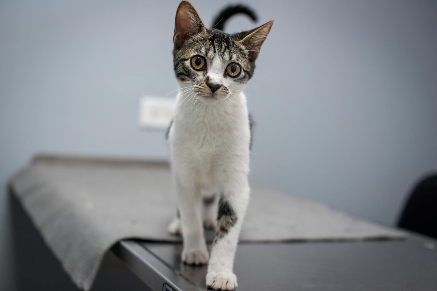 Mazs kaķēns veterinārajā klīnikā