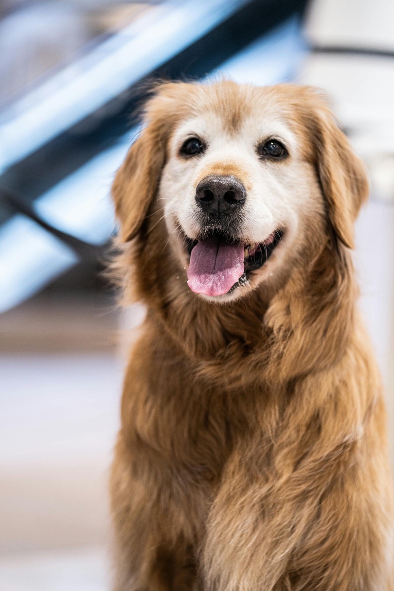 Priecīgs zeltainais retrīvers veterinārajā klīnikā